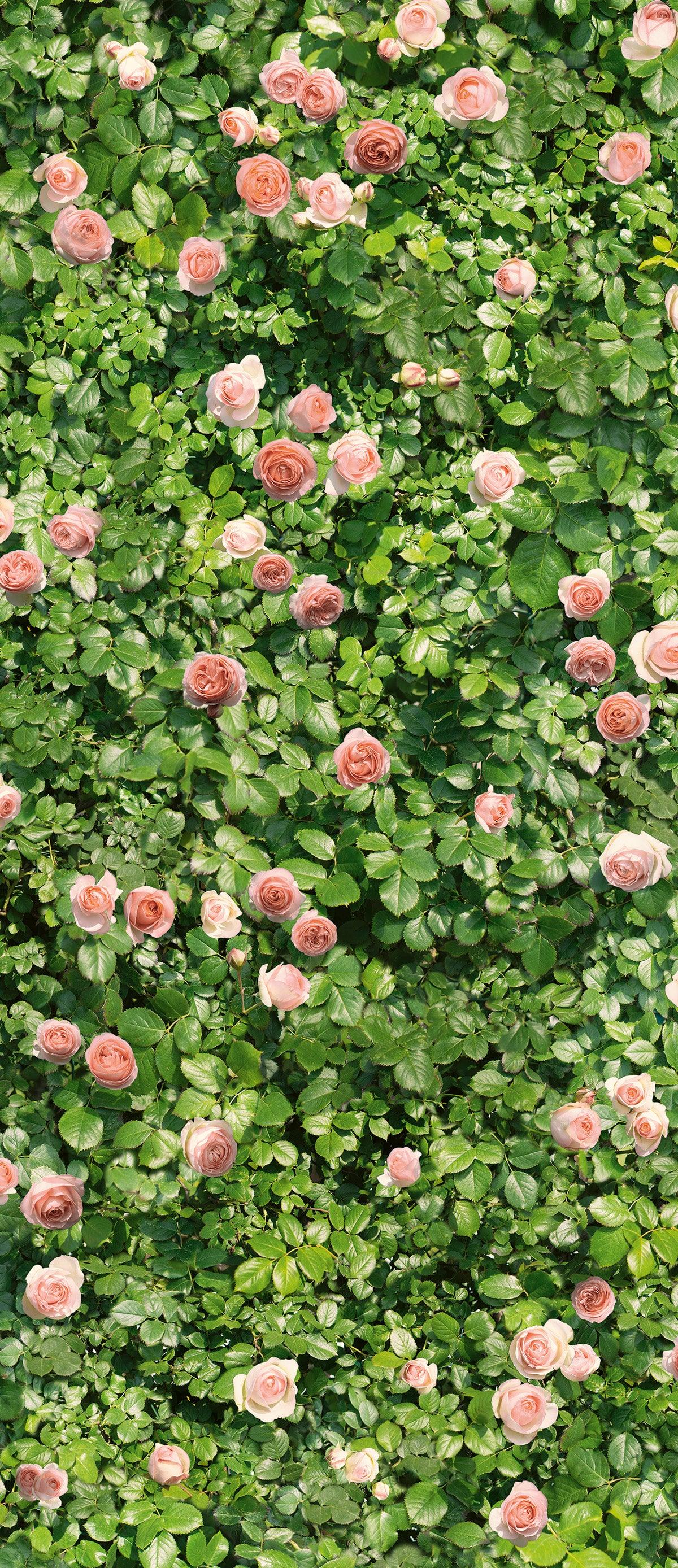 Rose - Sample - Mobilia Stone