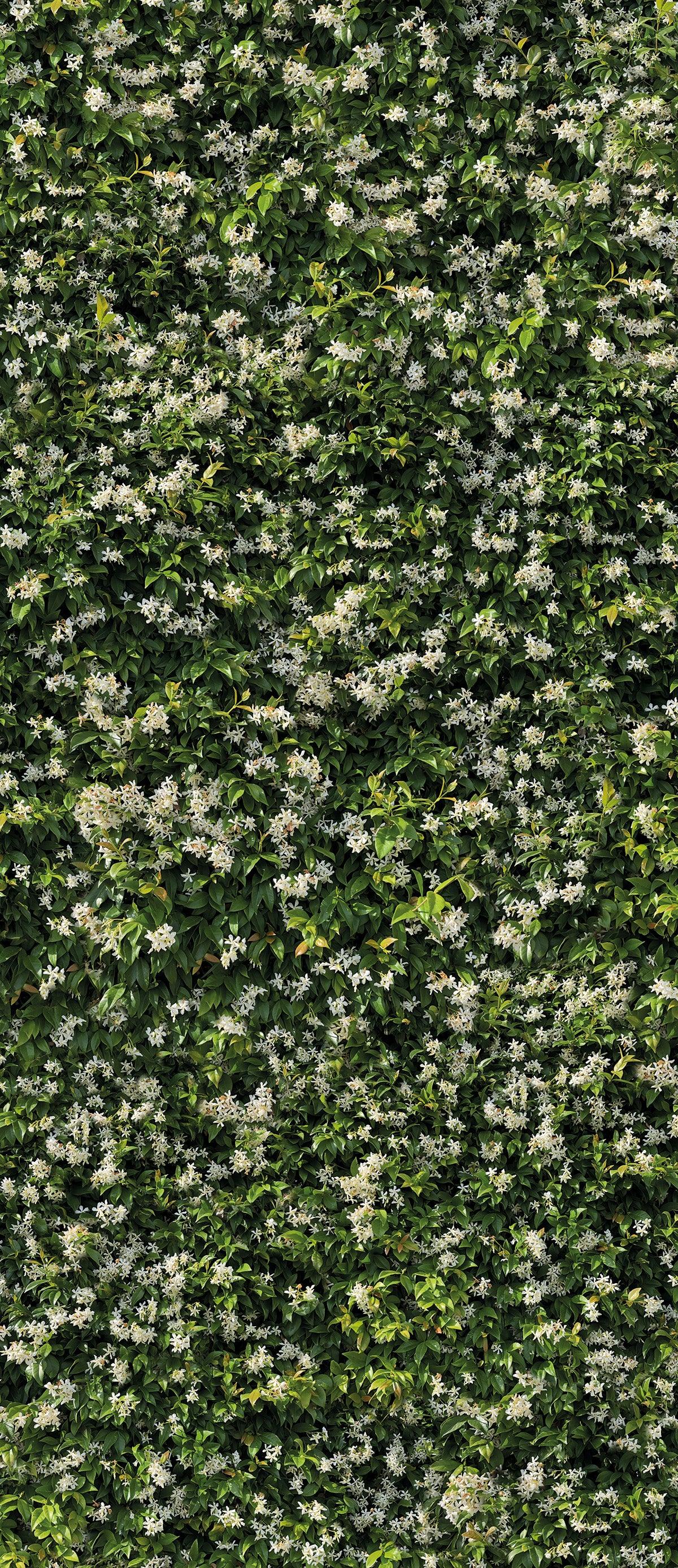 Elderflower - Sample - Mobilia Stone